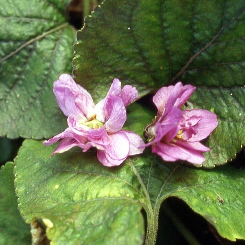 Duftveilchen, Viola odorata De Bruneau, Stiefmütterchen im Becher 8/9cm