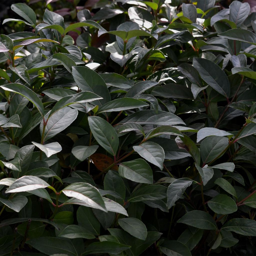 Schneeball Le Bois Marquis - Viburnum