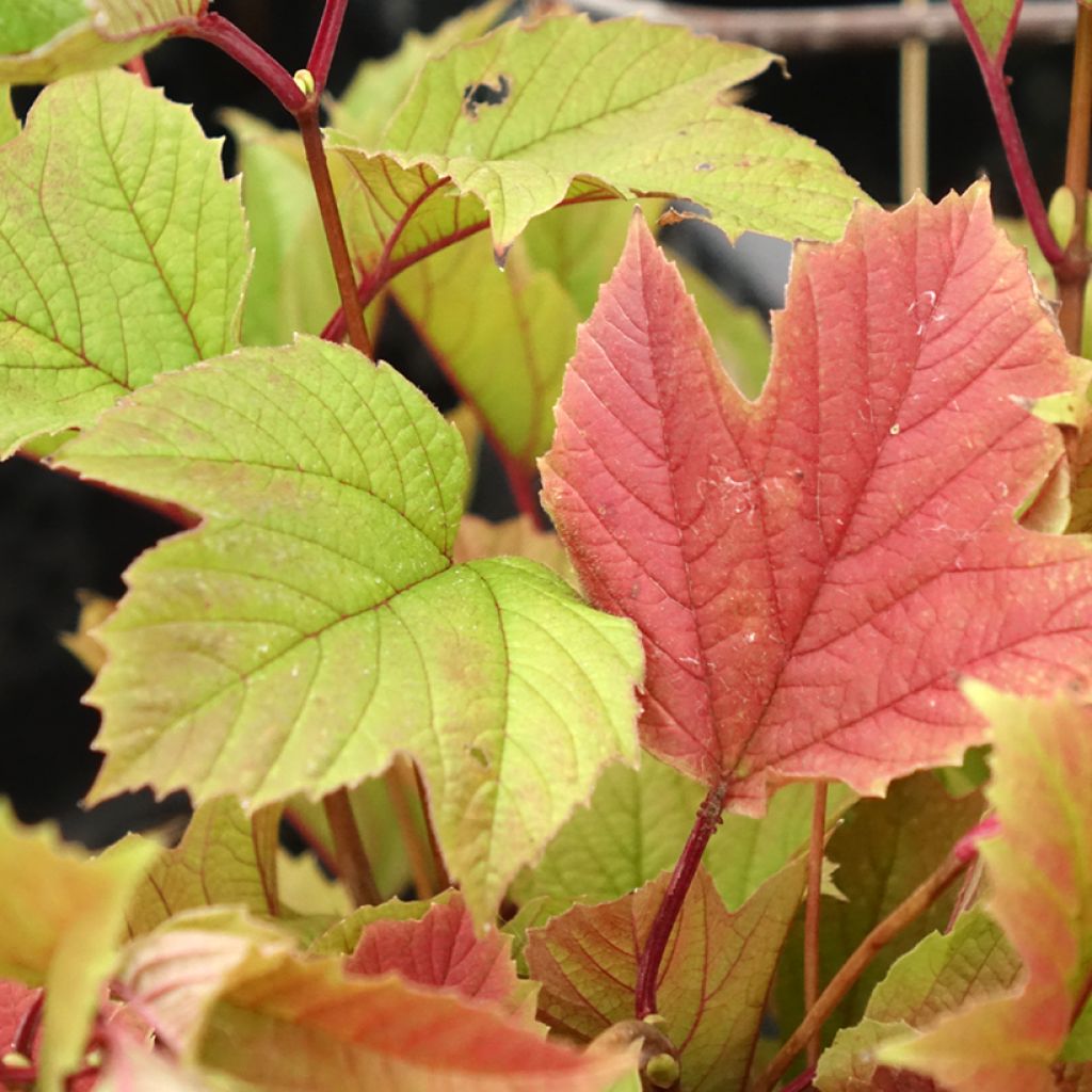 Amerikanischer Schneeball Spring Red Compact - Viburnum trilobum