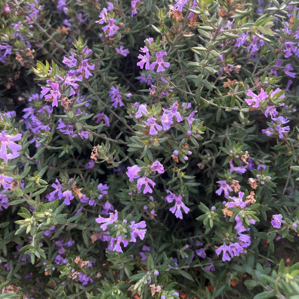 Westringia fruticosa Blue Gem - Australischer Rosmarin