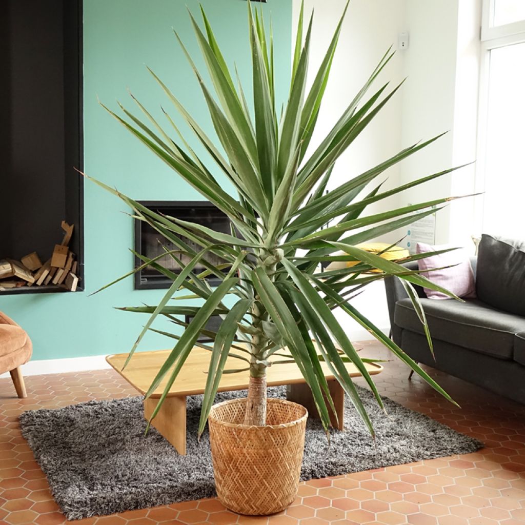 Yucca elephantipes Jewel - Riesen-Palmlilie