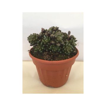 Anacampseros filamentosa - Liebesröschen