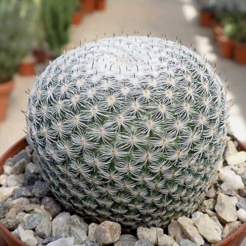 Mammillaria perbella - Warzenkaktus