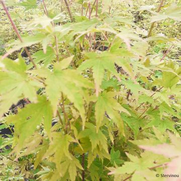Fächerahorn Red Wood (Gepfropfte Pflanzen) - Acer palmatum
