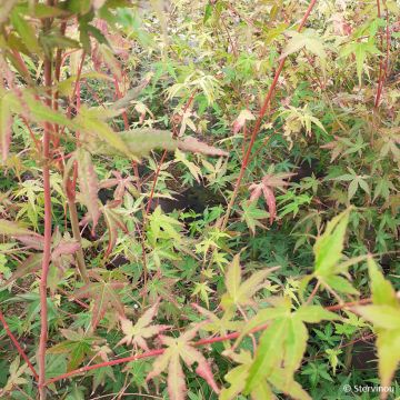 Fächerahorn Ueno Yama (Gepfropfte Pflanzen) - Acer palmatum
