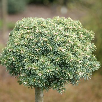 Abies koreana Blauer Eskimo - Koreanische Tanne