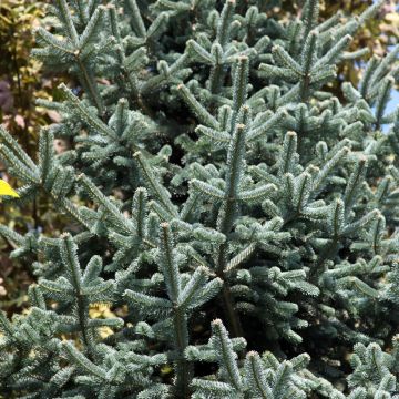 Abies lasiocarpa Argentea - Korktanne