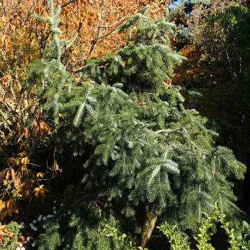 Abies nordmanniana Pendula - Nordmanntanne