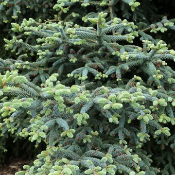 Abies pinsapo Glauca - Nordmanntanne