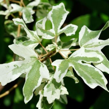 Feld-Ahorn Carnival - Acer campestre