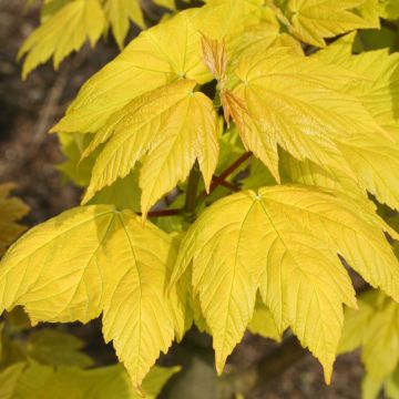 Berg-Ahorn Corstorphinense - Acer pseudoplatanus 