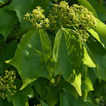 Dreispitz-Ahorn (samen) - Acer buergerianum