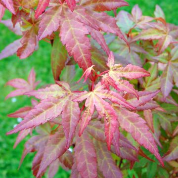 Fächerahorn Redwine - Acer palmatum