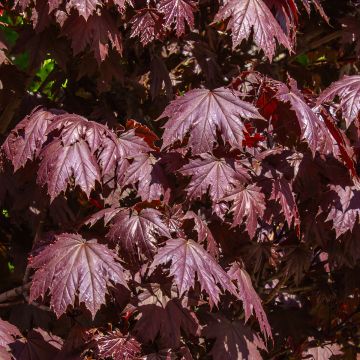 Spitz-Ahorn Crimson Sentry - Acer platanoides