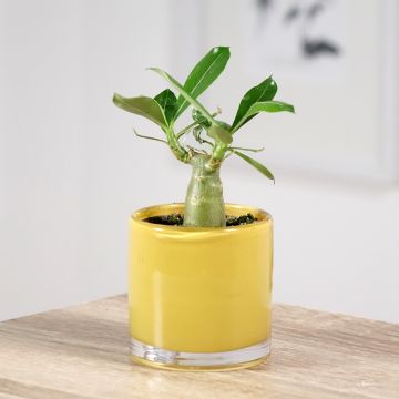 Adenium obesum - Wüstenrose