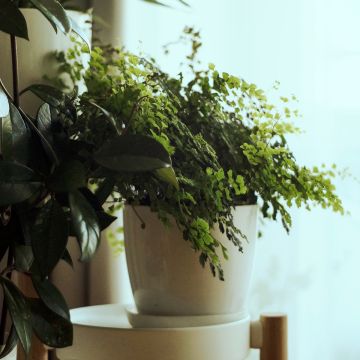 Adiantum Fritz Lüthi - Zwerg-Pfauenradfarn