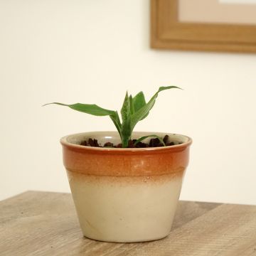 Aechmea tayoensis - Lanzenrosette