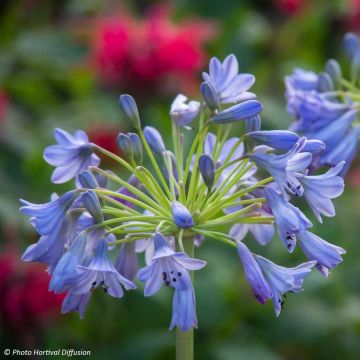 Agapanthe Southern Cross - Agapanthus