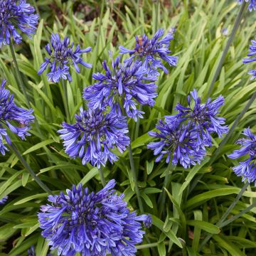 Agapanthus Black Pantha - Schmucklilie