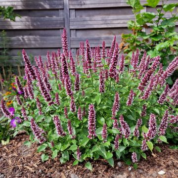 Agastache Beelicious Pink - Duftnessel