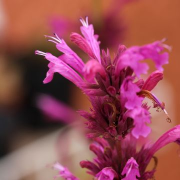 Agastache Danish Delight - Duftnessel