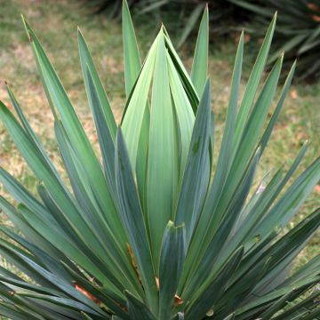 Agave sisalana - Sisal-Agave