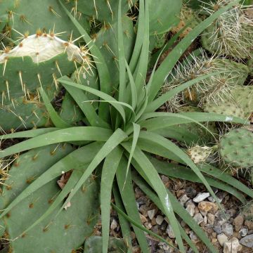 Agave guiengola