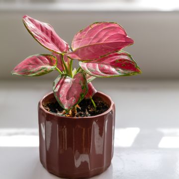 Aglaonema Rich Red - Kolbenfaden