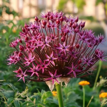 Allium schubertii Magic - Schuberts Lauch