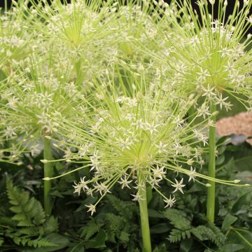 Allium schubertii Arctic Snow - Schuberts Lauch