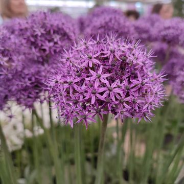 Allium Chicago - Zierlauch