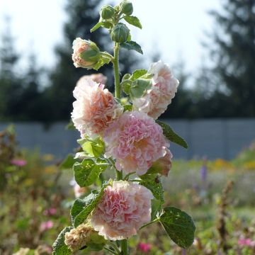 Alcea rosea Peaches N Dreams (Samen) - Gewöhnliche Stockrose