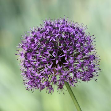 Allium Statos - Zierlauch