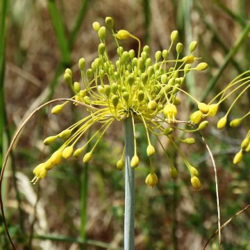 Allium chloranthum Yellow Fantas - Zierlauch