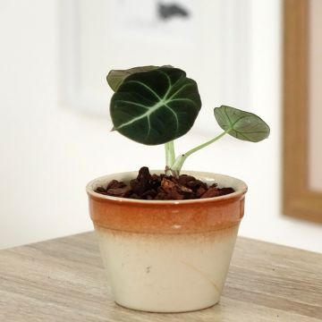 Alocasia Black Velvet - Pfeilblatt