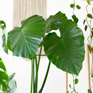 Alocasia Calidora - Pfeilblatt