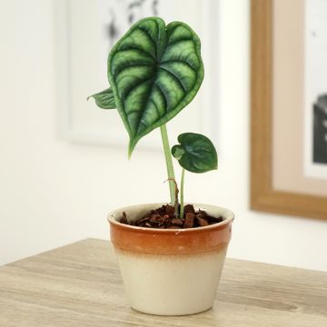 Alocasia Dragon Scale - Pfeilblatt