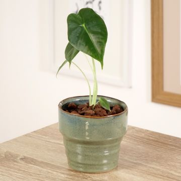 Alocasia Frydek - Pfeilblatt