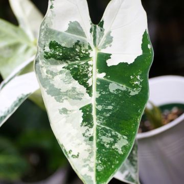 Alocasia Frydek Variegata - Pfeilblatt
