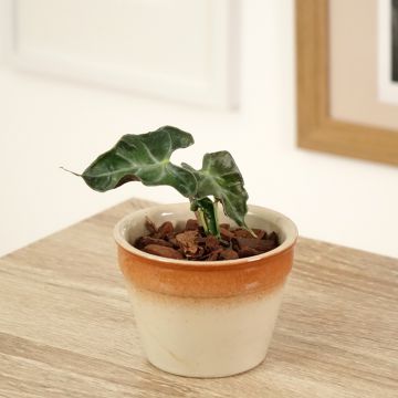 Alocasia Loco - Pfeilblatt