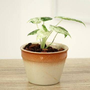 Alocasia odora Batik - Pfeilblatt