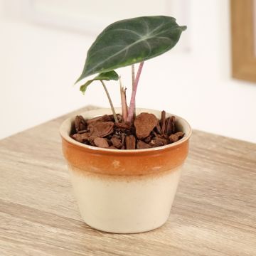 Alocasia Pink Dragon - Pfeilblatt