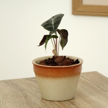 Alocasia Polly - Pfeilblatt