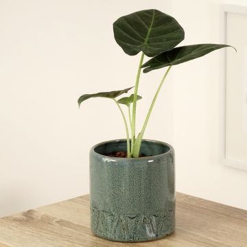 Alocasia Regal Shields - Pfeilblatt