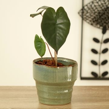 Alocasia Yucatan Princess - Pfeilblatt