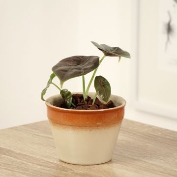 Alocasia azlanii - Pfeilblatt