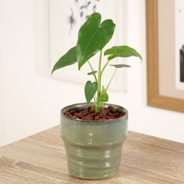 Alocasia California - Pfeilblatt