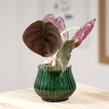 Alocasia cuprea Red - Pfeilblatt