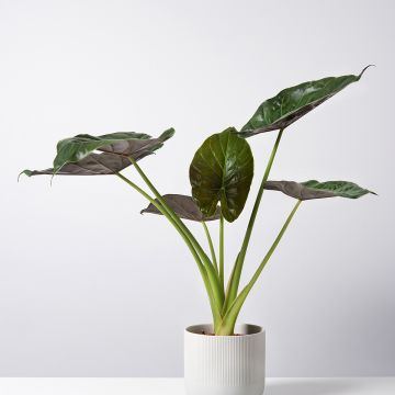 Alocasia Williams hybrid - Pfeilblatt