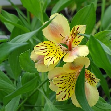 Alstroemeria Majestic Layon - Inkalilie